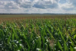 Кукурудза Групи АГРОТРЕЙД не постраждала від літньої спеки