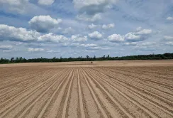 В МХП завершили посів столового буряка: ставка на якість і зберігання