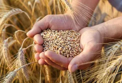 В продажу з'явилися підробки насіння озимої пшениці