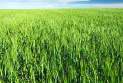 Врожай озимих на півдні України нижчий за очікування: аграрії фіксують складний рік