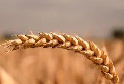 Пшениця: рекордів не буде