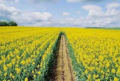 Аграрії знову закликали Президента ветувати закон про мито на сою та ріпак