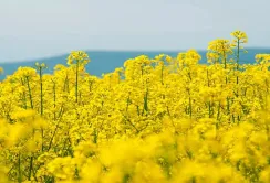 Ціни на ріпак в Україні знизилися через очікування мита, переробники призупинили закупівлі
