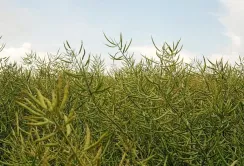 Всеукраїнська аграрна рада виступила проти запровадження мит на експорт сої та ріпаку