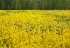 Експортні мита на сою та ріпак: напруга зростає