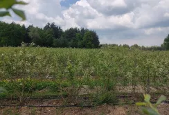 В Україні вперше сертифікували садивний матеріал лохини з сортів суспільного надбання