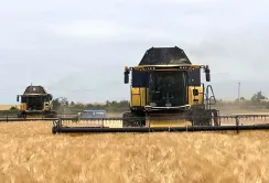 Жнива розпочались, врожайність не вражає