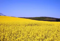 Ефективний захист ріпаку на старті сезону - запорука врожайності 