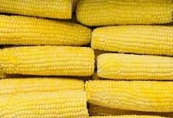 Ціни на кукурудзу поступово знижуються