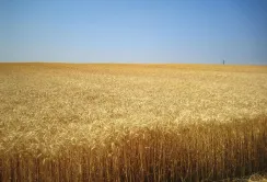 В ЄС підвищили прогноз урожайності м’якої пшениці