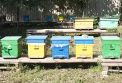 На Кіровоградщині пасічники сперечаються через розміщення кочової пасіки 