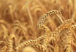 В портах України розпочалось зниження цін попиту на продовольчу пшеницю