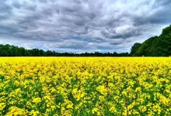 Ціни на ріпак в Україні зростають через менший урожай та конкуренцію між покупцями