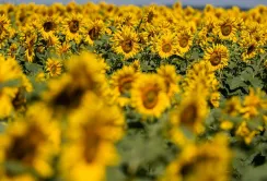 Зростання цін на соняшник в Україні: що вплинуло на попит та пропозицію олії