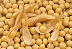 Проблеми на ринку сої: Китай відмовляється від американської продукції, ціни можуть різко впасти