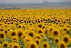 В Україні скорочуються площі під високоолеїновим соняшником