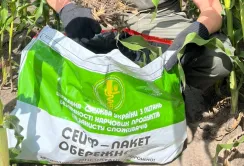 Житомирщина : державні фітосанітарні інспектори проводять обстеження посівів кукурудзи відповідно протоколу фітосанітарних та інспекційних вимог щодо експорту до КНР