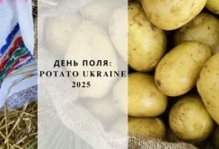 Свято картоплі на Волині