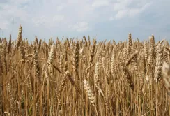 УКРАЇНСЬКІ АГРАРІЇ ЗІБРАЛИ МАЙЖЕ 28,8 МЛН ТОНН ЗЕРНОВИХ КУЛЬТУР