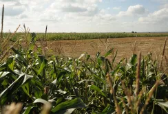 Погодні умови серпня пришвидшили дозрівання пізніх культур