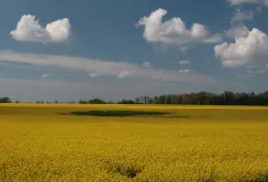 ПРОГРАМА СТРАХУВАННЯ ОЗИМОГО РІПАКУ ВІД «САММІТ-АГРО ЮКРЕЙН» ДЛЯ ЗАХИСТУ ВАШИХ ПОСІВІВ!