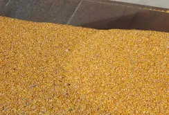 USDA збільшив прогноз виробництва та експорту української кукурудзи