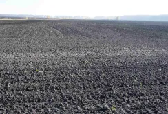 Безоплатна приватизація землі: міфи та реальність