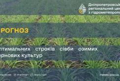 На Дніпропетровщині загинули посіви кукурудзи та соняшника
