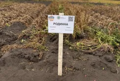 Високий урожай картоплі.: що потрібно
