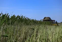 Agrotrade Group завершує збирання насіння технічних конопель