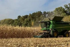 На Сумщині розпочали збирання кукурудзи на зерно