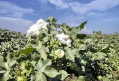 Бавовник в Україні: цілком можливо… і рентабельно