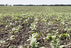 На сезон 25/26 під ріпак відведено 1,114 млн га 