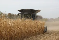 Ціни на українську кукурудзу можуть досягти 230$/т у жовтні