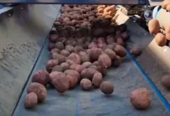 Урожайний сезон на МХП-Агро-С: як господарство збирає картоплю