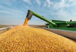 Дешева кукурудза з США впливає на ціни в Україні