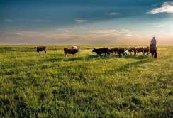 Потепління клімату, а не надмірний випас худоби, є найбільшою загрозою для пасовищ