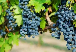 Одеський Чорний покажуть у всій красі: на Wine & Spirits Ukraine відбудеться вертикальна дегустація»