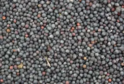 EBA закликає скасувати експортне мито на сою та ріпак 
