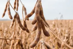 Bunge торгуватиме соєю на блокчейн-платформі