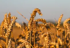 Аналітики очікують зростання цін на пшеницю