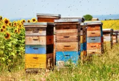 В Україні особливу увагу планують приділити створенню єдиного реєстру пасік