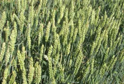 BASF представляє нові фунгіциди з діючою речовиною Ревісол®