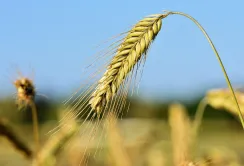 Ціни на фуражний ячмінь у портах України продовжують зростати