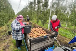 Українська груша стане дефіцитом через травневі морози