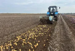 Фермери Сарненщини виростили третину картоплі Рівненської області
