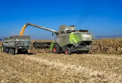 Збір кукурудзи в Україні відстає від торішнього через погоду, ціни зростають