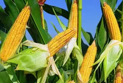 Ціни на фуражну кукурудзу в Україні продовжують падати