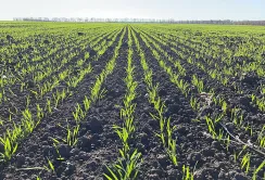 Погодні умови задовільні для росту озимих культур, але ситуація дуже нерівномірна