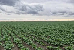 В Tekom Agro Group засіяли майже 4600 гектарів озимим ріпаком під урожай 2026 року